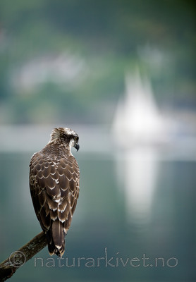 BB 12 0066 / Pandion haliaetus / Fiskeørn